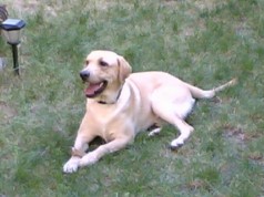 Fotos de perros